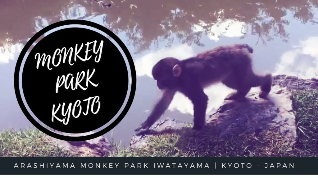 Arashiyama Monkey Park Iwatayama | Kyoto - Japan Travel Tips