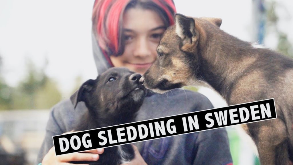 SWEDEN DOG SLEDDING ADVENTURE (with Cute Alaskan Husky Puppies!) | EP 205