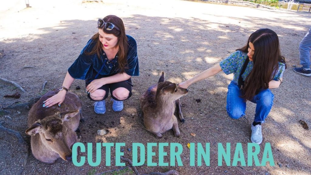 Chilling with the deer in Nara - Golden Week Vlog Part 4