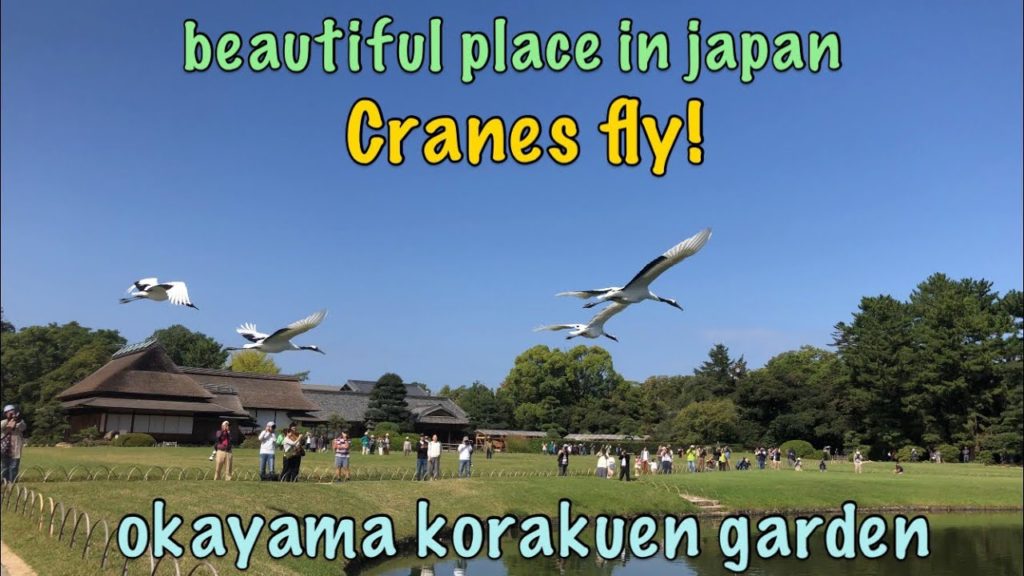 beautiful places in japan. okayama korakuen garden. cranes fly.