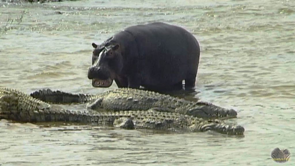 The River Of Crocodiles And Hippos