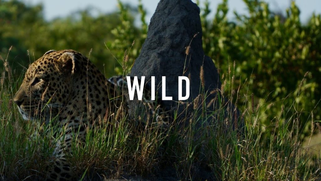 WILD: Sony a6300 4k South Africa travel video