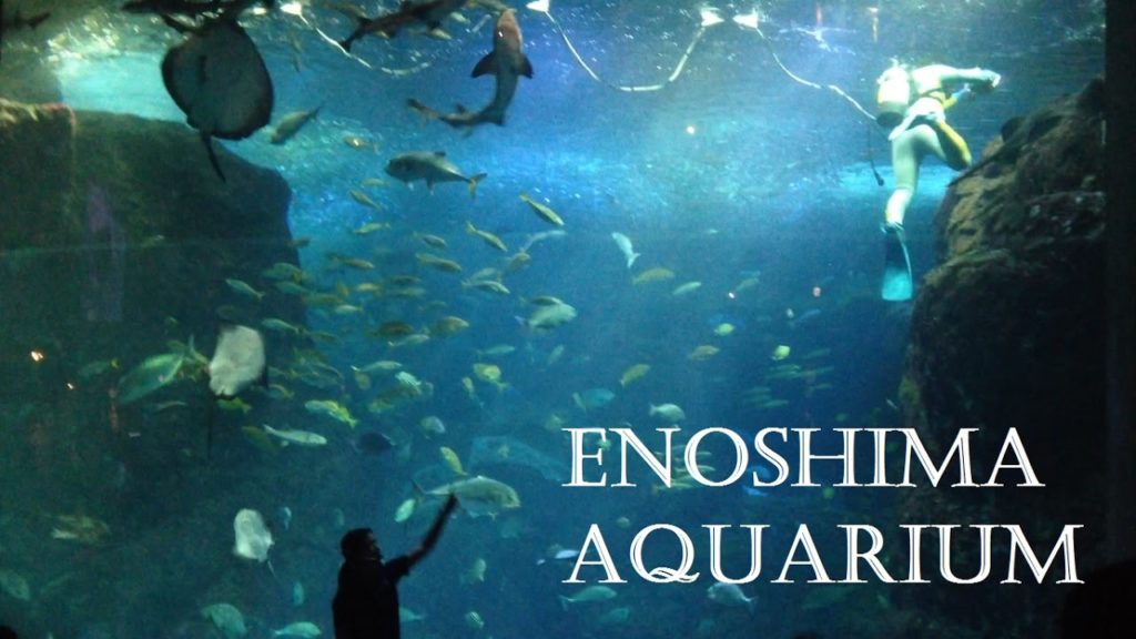 Enoshima Aquarium | A Taste of Japan #8