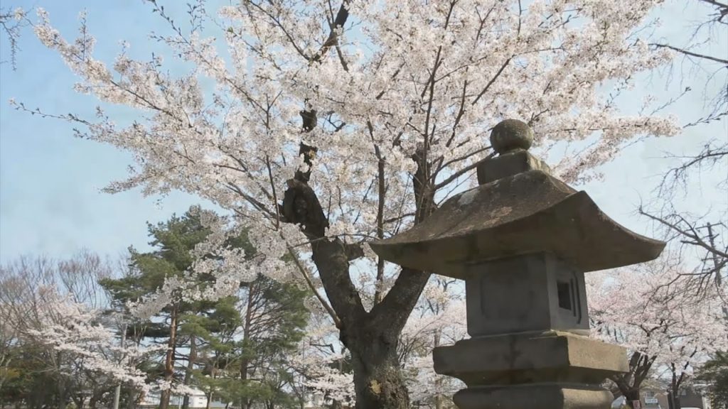 2014 Tōhoku Sakura Tour—Mutsu Kokubun-ji