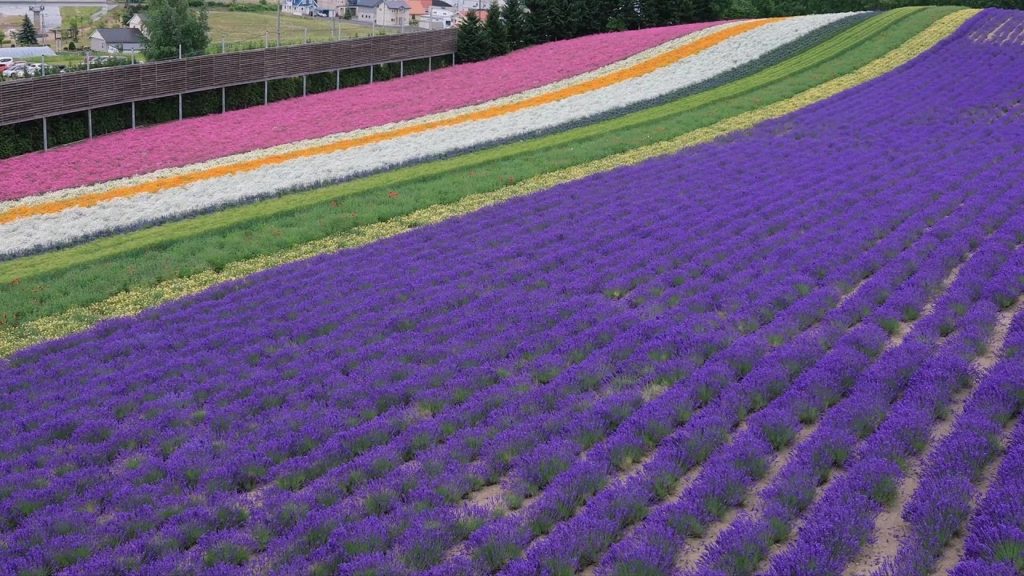 (4K)夏の北海道(美瑛・富良野・旭川・札幌の風景)[Hokkaido Biei Furano Asahikawa Sapporo](Long ver.)