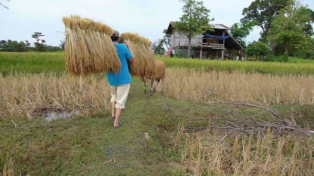 Harvesting Rice in Champassak, Laos Harvesting Rice in Champassak, Laos