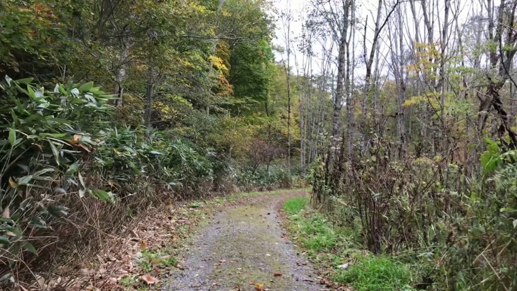 森の中を大冒険？答えは最後にわかるよ。北海道の短い秋の一部をおすそ分け。【Japan Travel】【北海道旅行】