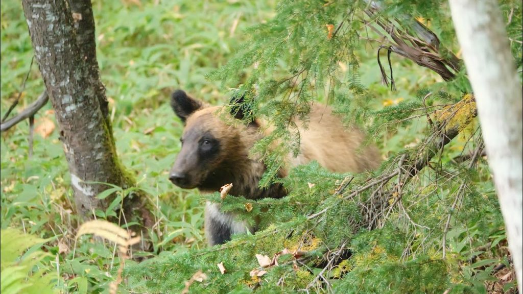JG☆☆☆8K HDR 北海道 ヒグマに遭遇 阿寒山中の日没後 Hokkaido,Bear at Akan mountain