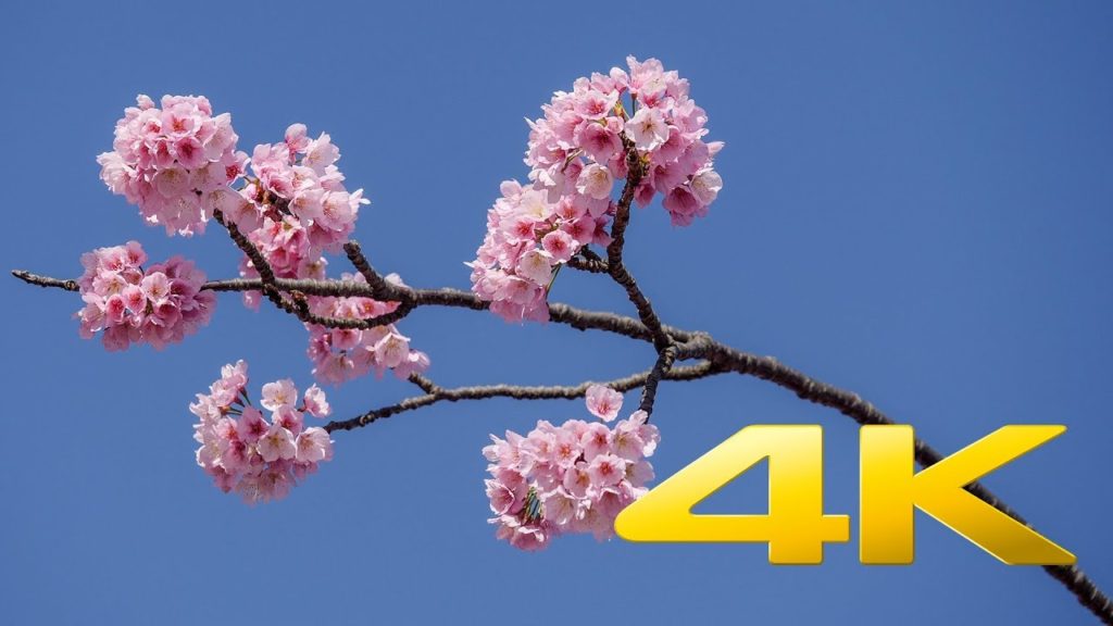 2018 Tokyo first Cherry blossoms (Kawazuzakura) - Tokyo -  河津桜 - 4K Ultra HD