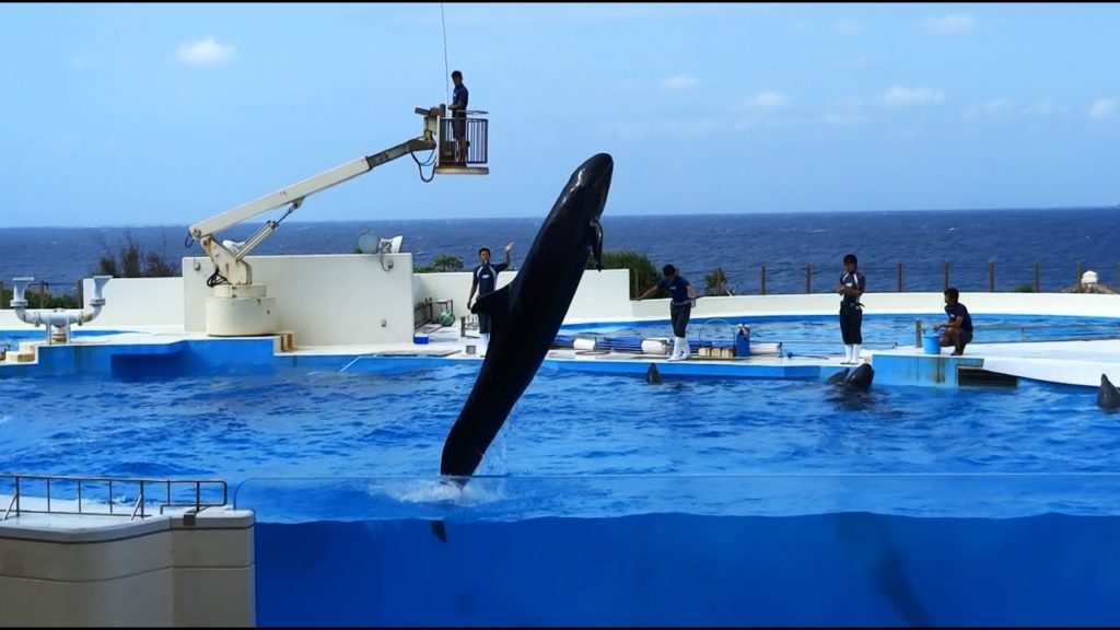 Spectacle des Fausses-Orques et Dauphins à l'aquarium d'Okinawa. Japon