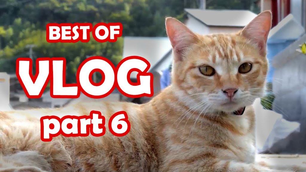 Retour à FUKUOKA et des chats ! - VLOG JAPON 6