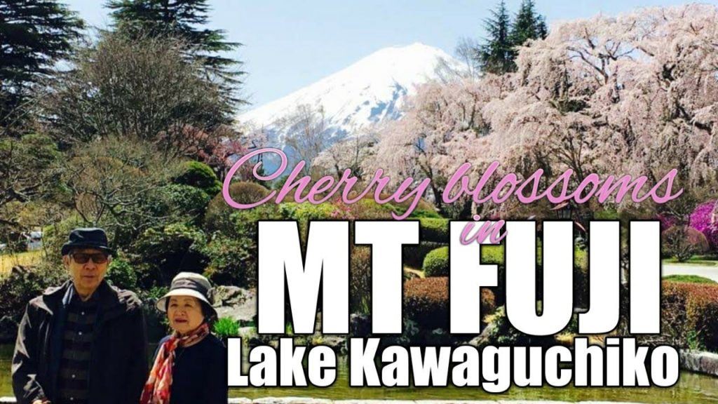 Fuji Five Lakes: Cherry blossoms at Lake Kawaguchiko - Mt Fuji View!