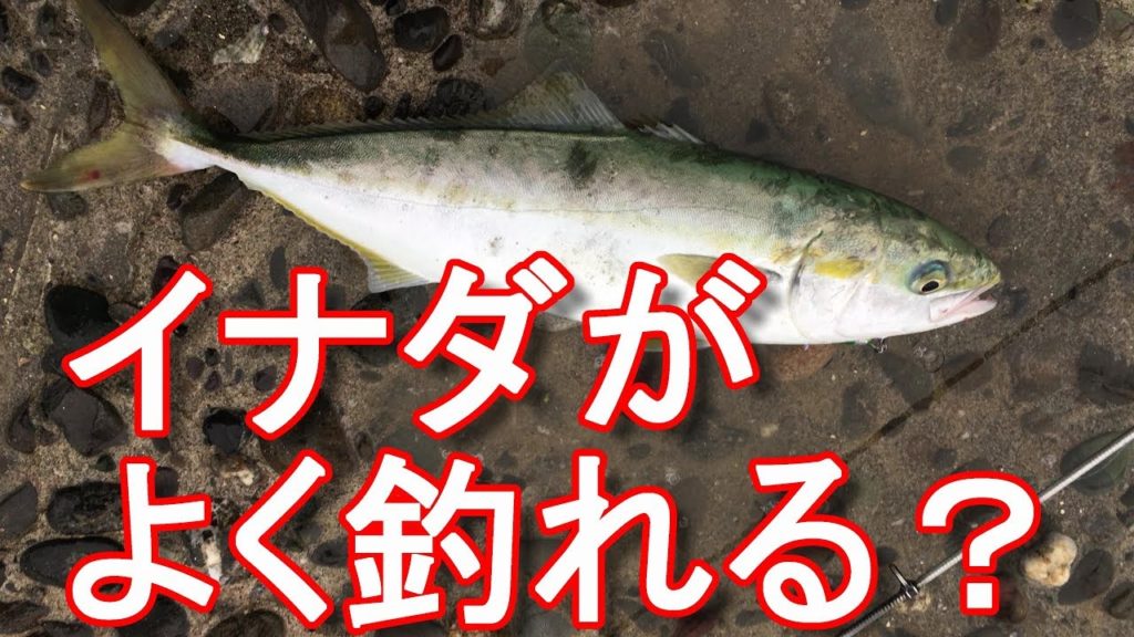【遠州釣り倶楽部】浜松市・浜名湖釣り・今切口でイナダが多く釣れている？たまにカンパチも？Fishing at Lake Hamana in Hamamatsu city,Japan