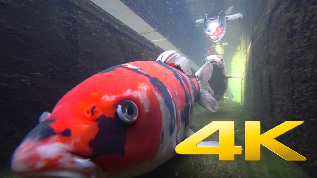 Swimming with the Koi - 錦鯉 - 4K Ultra HD