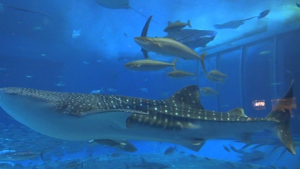 Aquarium d'Okinawa, avec 3 requins baleines. Japon