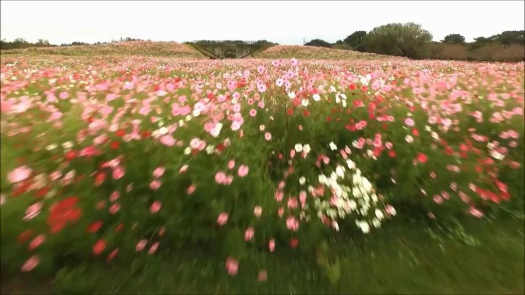 150万本のコスモス 2016　1,500,000 Cosmos Flowers Uminonakamichi Seaside Park 2016