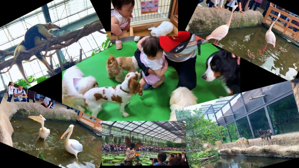 Kobe Animal Kingdom (Filipino in japan)