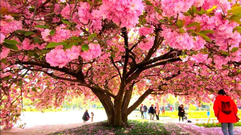 Paris spring walk, Botanical gardens - Jardin des plantes 2019