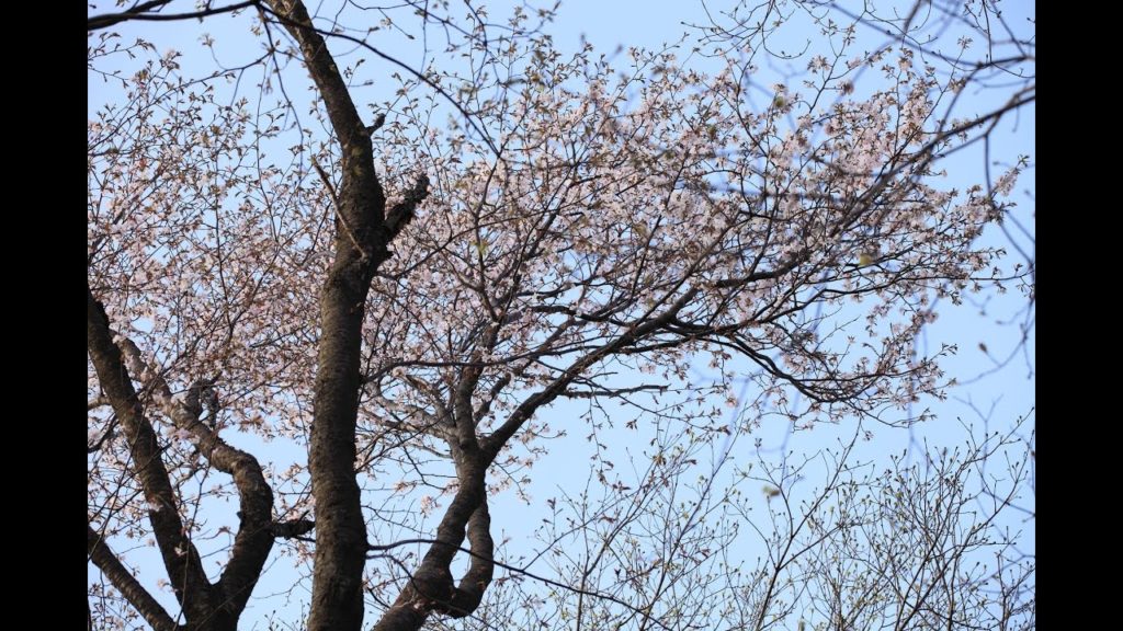 JG☆☆新潟 橡平桜樹林(天然記念物) Niitaga,Sakura at Tochidaira(Natural Monument)