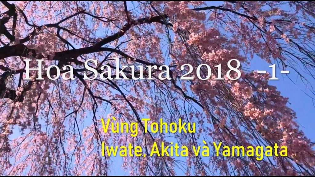 Hoa Sakura 2018  -1- Vùng Tohoku (Iwate, Akita và Yamagata)