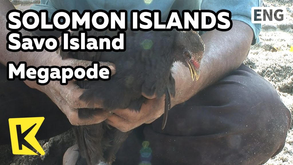 【K】Solomon Islands Travel-Savo Island[솔로몬제도 여행-사보]해변의 아침, 알 낳는 메가포드/Megapode/Bird/Egg/Sandy Beach