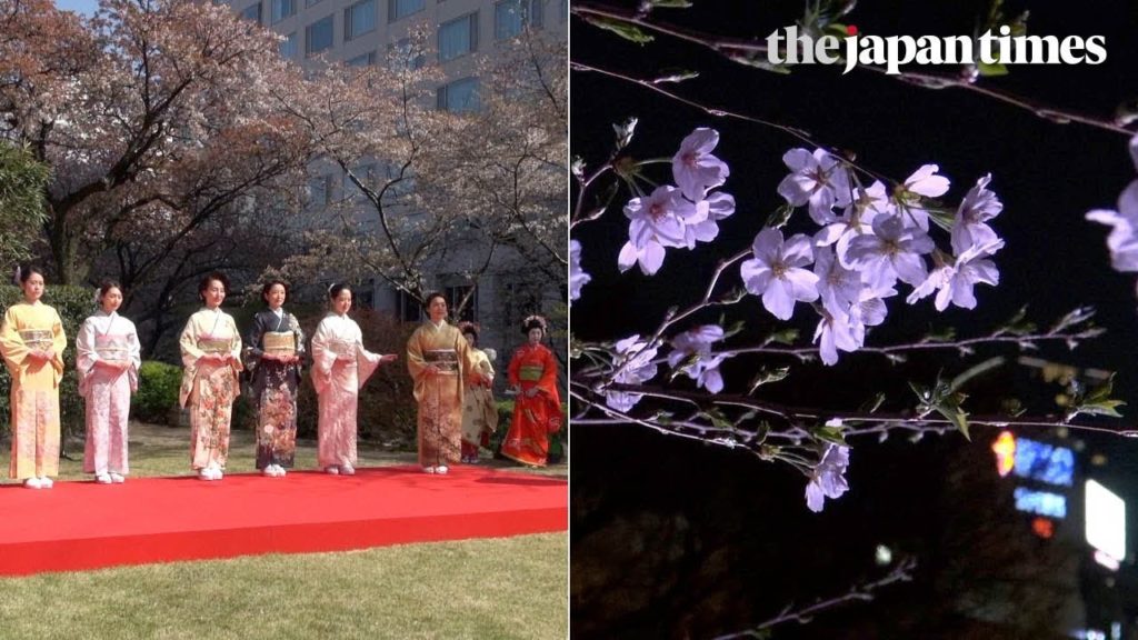 Cherry blossom season 2018 in Tokyo, Japan