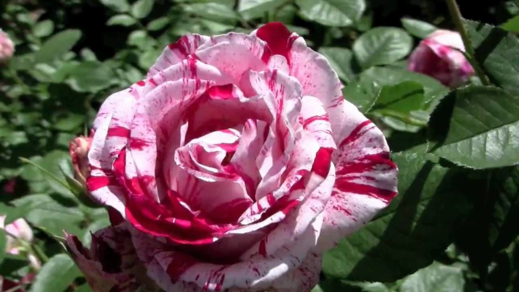 Chicago Botanic Garden's Rose Garden