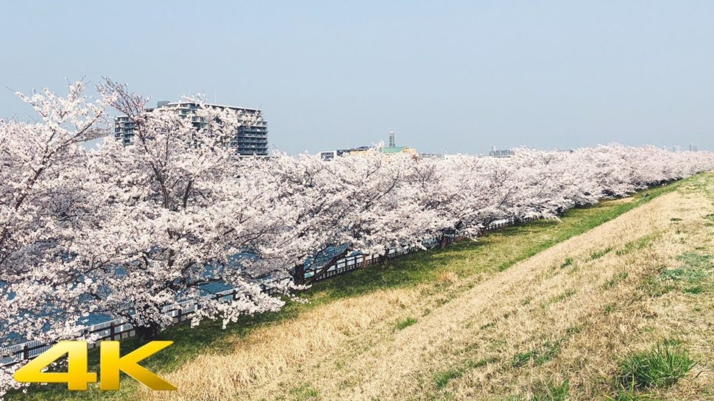 Tokyo Arakawa Cherry Blossom【4K】