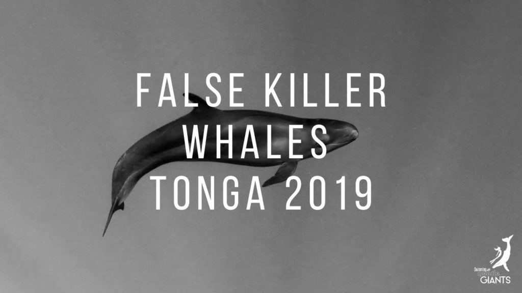 False Killer Whales | Tonga 2019 False Killer Whales | Tonga 2019