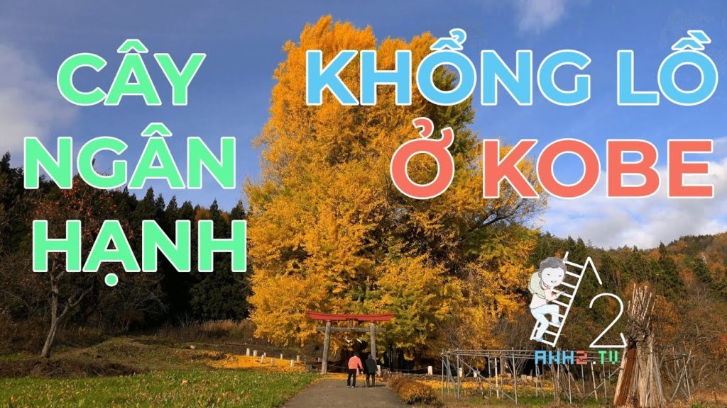Khám phá Nhật Bản : Cây Ngân Hạnh khổng lồ ở Kobe – Nhật Bản (4K) Khám phá Nhật Bản : Cây Ngân Hạnh khổng lồ ở Kobe - Nhật Bản (4K)