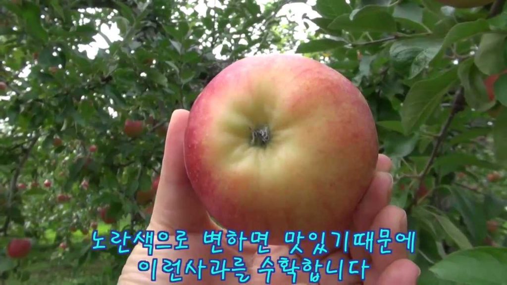 두근두근☆아오모리 제33회 세계적 상표 아오모리 사과를 맛보자!