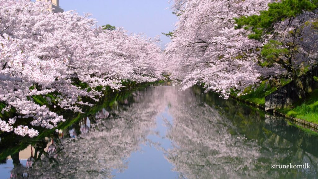 [4K]日本の春の風景 満開の桜が美しい弘前公園の桜 Amazing Cherry Blossoms in Hirosaki Japan