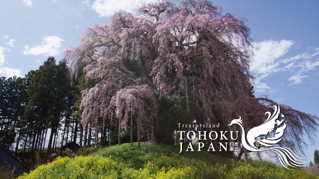 Spring Beauty in Tohoku, Japan 4K (Ultra HD) – 東北の春 | JNTO Spring Beauty in Tohoku, Japan 4K (Ultra HD) - 東北の春 | JNTO