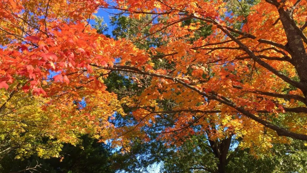 4K FALL FOLIAGE AT HOLMDEL PARK NJ 4K FALL FOLIAGE AT HOLMDEL PARK NJ