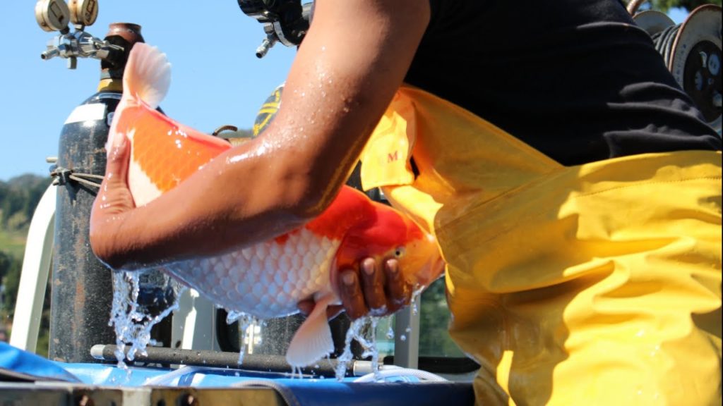 THE HEART OF NISHIKIGOI: JAPAN KOI FISH TRIP DAY 1