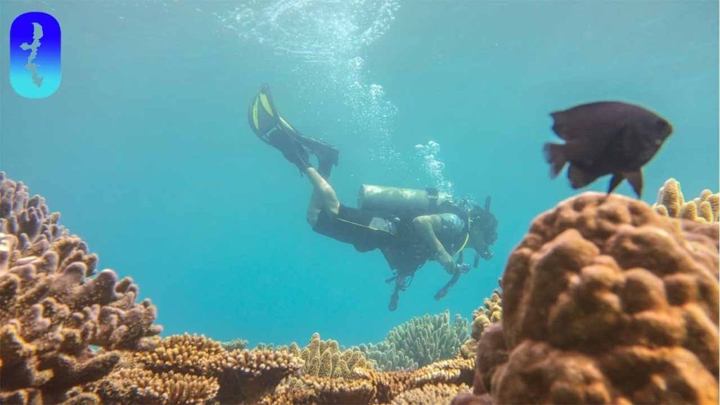 Beautiful Reefs and Ugly Ships—Diving in Okinawa Japan Beautiful Reefs and Ugly Ships—Diving in Okinawa Japan