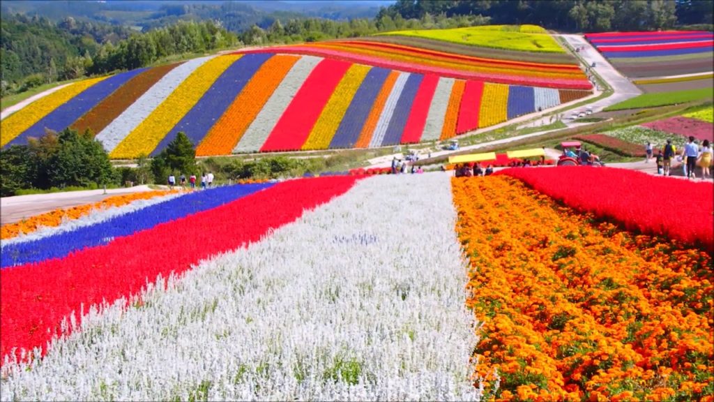 美瑛「展望花畑 四季彩の丘」が最強にフォトジェニック！波打つ花畑の見頃はいつ？│トラベルジェイピー