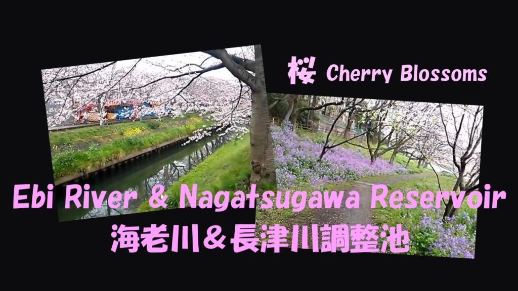 Cherry Blossoms in Funabashi, Chiba, Japan 船橋市の桜 2016