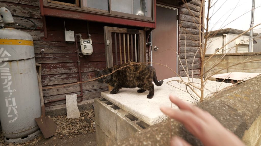 【4K】Walking to Tama lake