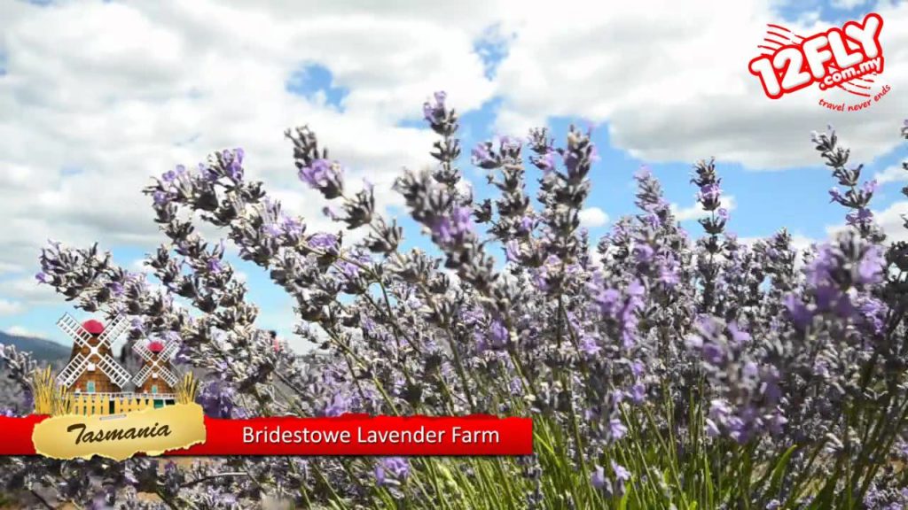 12flyTV - Dorothy at Bridestowe Lavender Estate, Tasmania