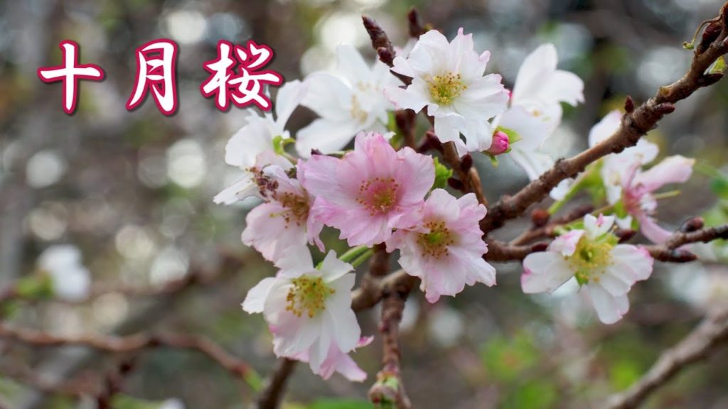TOKYO. Cherry blossoms after Super Typhoon #Hagibis has passed in Shinjuku Gyoen. 新宿御苑 #4K #十月桜