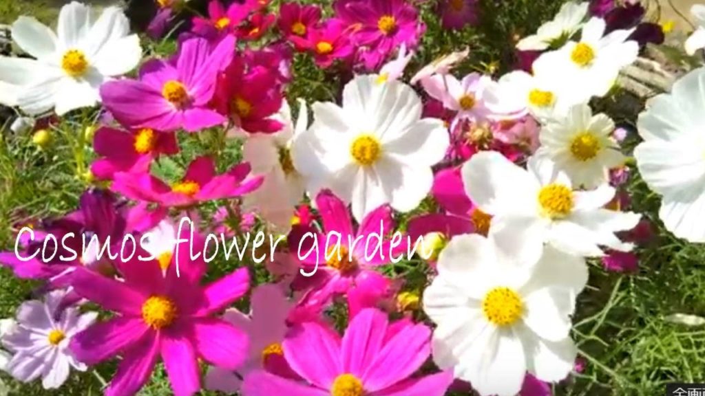 cosmos flower garden Kobe nunobiki herb garden Japan travel