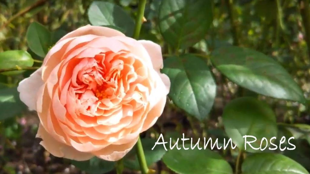 Autumn roses Kobe Nunobiki herb garden Japan travel 秋の薔薇　神戸布引ハーブ園