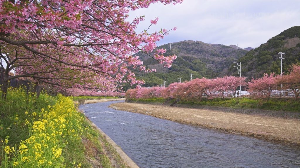 Kawazu Sakura 美しい日本の風景 伊豆の河津桜まつり 8K-Cherry Blossoms Festival in Izu Japan