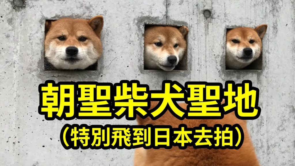 卡在洞裡好可愛!特別飛到日本拍【島原三柴犬】給各位看!|深日本 第20集|柴犬三太郎 feat 好倫彈吉他特別版| 卡在洞裡好可愛!特別飛到日本拍【島原三柴犬】給各位看!|深日本 第20集|柴犬三太郎 feat 好倫彈吉他特別版|