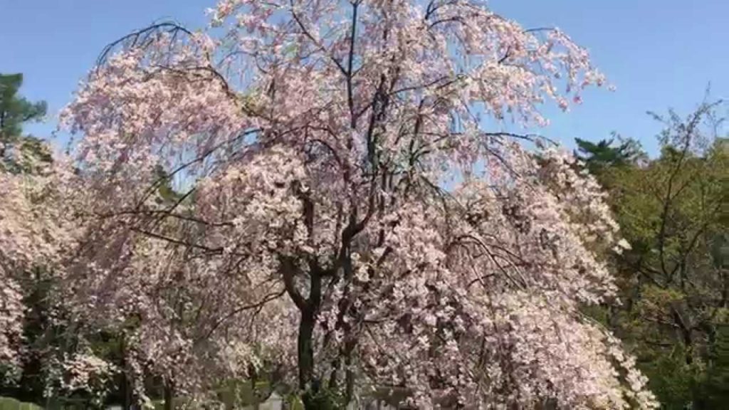 Cherry Blossoms near Mt. Fuji, Japan