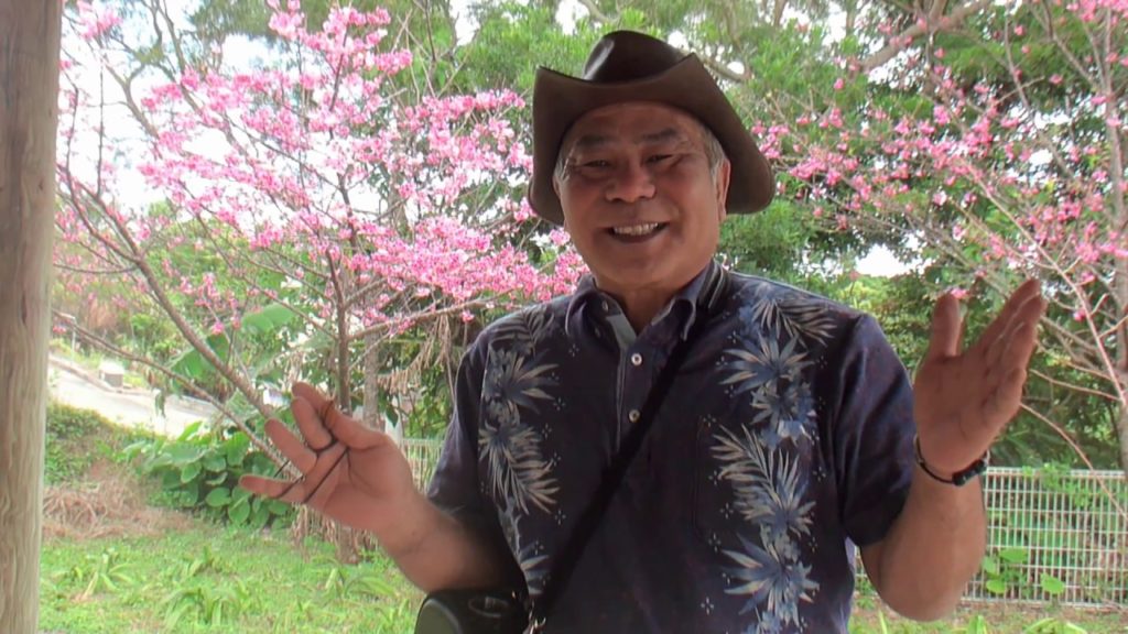 沖縄は桜が満開 　半袖日和。エレキ三線を弾いてみた。沖縄ゆんたく放送