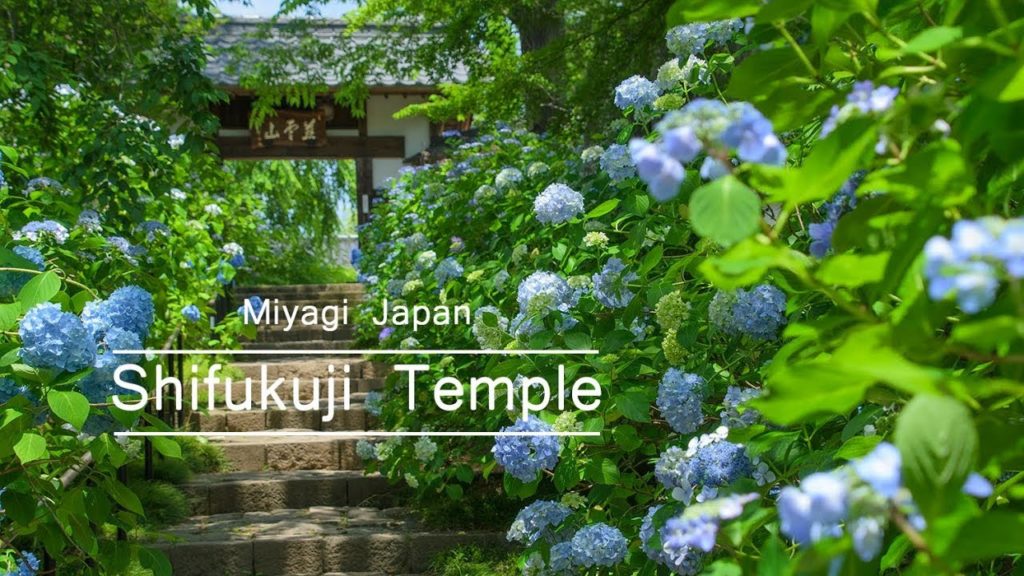[4K]Ajisai Temple 仙台のあじさい寺・資福寺に咲く1200株の紫陽花 hydrangea flower in the shifukuji temple, Miyagi Japan