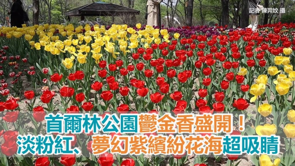 首爾林公園鬱金香盛開！淡粉紅、夢幻紫繽紛花海超吸睛