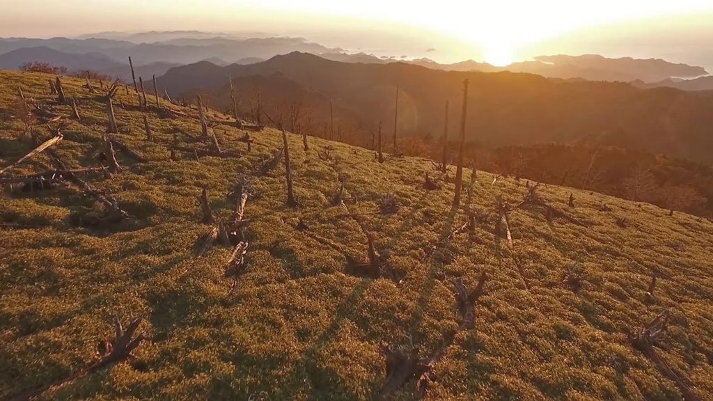 【ドローン】再生願う「針葉樹の墓場」　大台ケ原にある正木峠